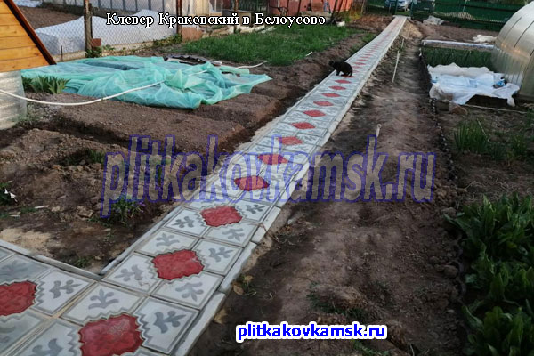 Укладка большого краковского клевера на садовых дорожках